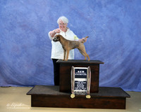 Border Terrier JoAnn Wolf Sun LR IABCA Feb 2013