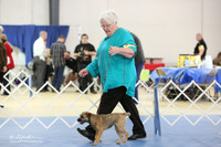 Border Terrier S1 LR IABCA Hutto Feb 2013