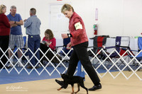 Brussels Griffon S1 LR IABCA Feb 2013