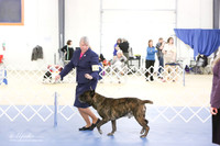 Cane Corso S1 LR IABCA Hutto Feb 2013