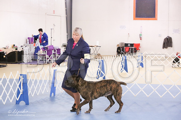 Cane-0416-LR