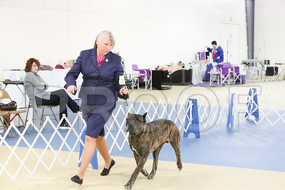 Cane-0420-LR