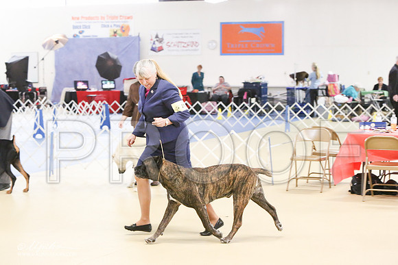 Cane-0595-LR