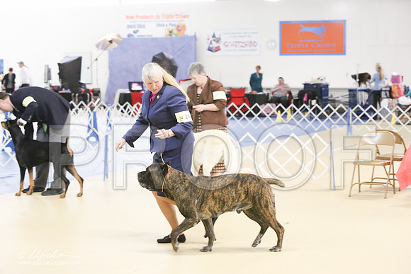 Cane-0596-LR