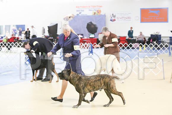 Cane-0597-LR