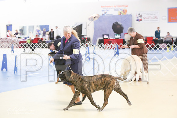 Cane-0598-LR
