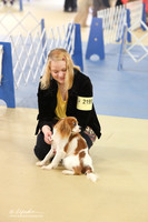 Cavalier King Charles Spaniel S1 LR IABCA Feb 2013