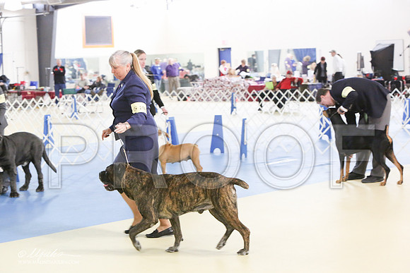 Cane-0602-LR