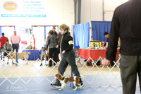 Cavalier King Charles Spaniel Sun S1 LR IABCA Feb 2013