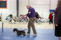 Cesky Terrier S1LR IABCA Hutto Feb 2013