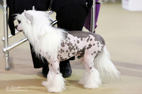Chinese Crested S1 LR IABCA Feb 2013