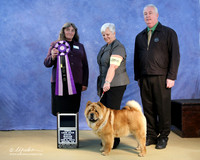 Chow Chow Sat BIS Puppy Andrea Rodriguez LR IABCA Feb 2013