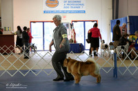 Chow Chow Sun S1 LR IABCA Feb 2013