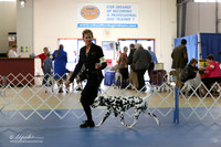 Dalmatian Sun S1 LR IABCA Feb 2013