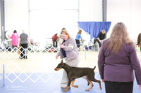 Doberman Pinscher S1 LR IABCA Hutto Feb 2013