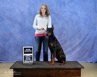 Doberman Pinscher Travis Britton Family Sun LR IABCA Feb 2013