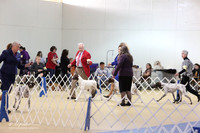 German Shorthair Pointer LR IABCA Feb 2013
