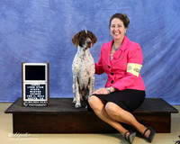 German Shorthair Pointer Sun World Super Cup Champion Gold Jennie Dunaway Sun LR IABCA Feb 2013
