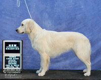 Golden Retriever Sun New Champ Beans LR IABCA Feb 2013