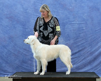 Golden Retriever Tiffany Amig LR IABCA Feb 2013