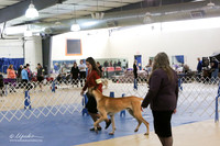 Great Dane S1 LR IABCA Hutto Feb 2013