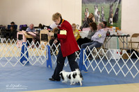 Japanese Chin S1 LR IABCA Feb 2013