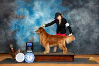 Golden Retriever #19 Fri G1 Judge Suzanne Dillin r
