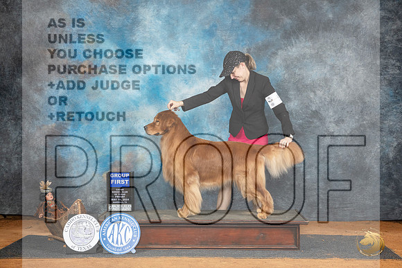 Golden Retriever #19 Fri G1 Judge Suzanne Dillin r__JP_7756_MARSHALL_2024_HR3