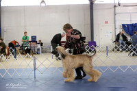 Afghan Hound Ring LR IABCA Feb 2013