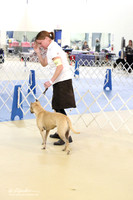 American Pit Bull Terrier Ring LR IABCA Feb 2013