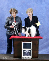 Japanese Chin Theresa Leatherwood BIS Vet Sun LR IABCA Feb 2013