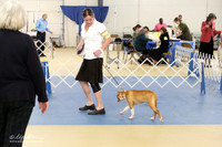 American Staffordshire Terrier Ring LR IABCA Feb 2013