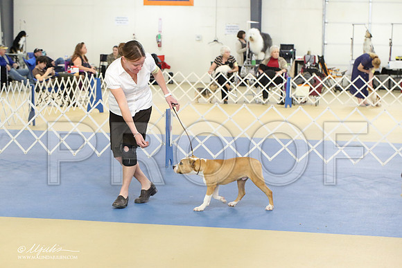AmStaff-2215-LR