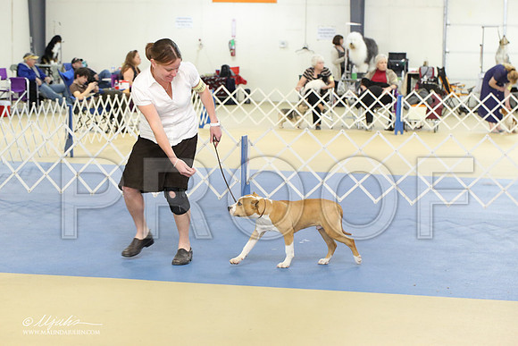 AmStaff-2216-LR