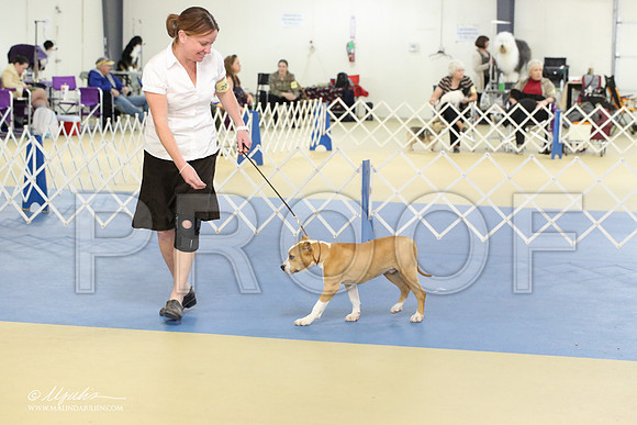 AmStaff-2217-LR
