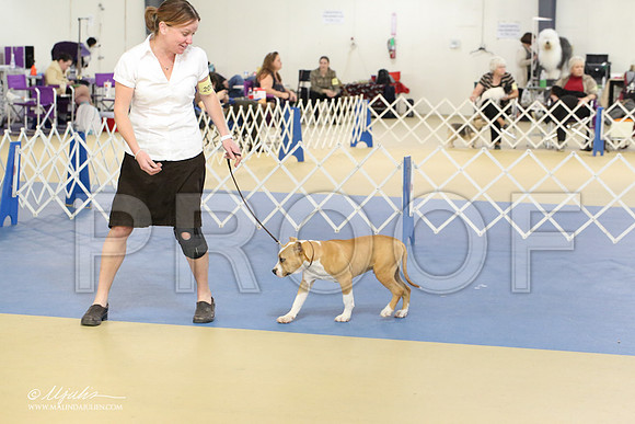 AmStaff-2219-LR