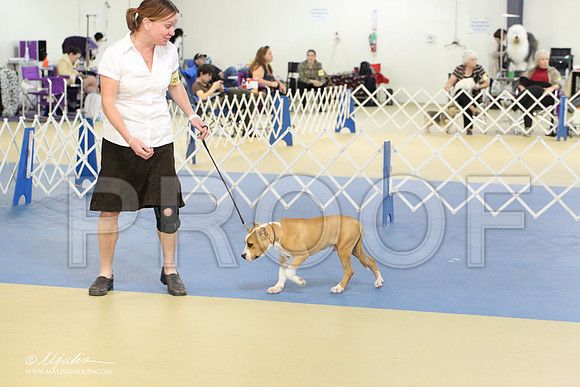 AmStaff-2220-LR
