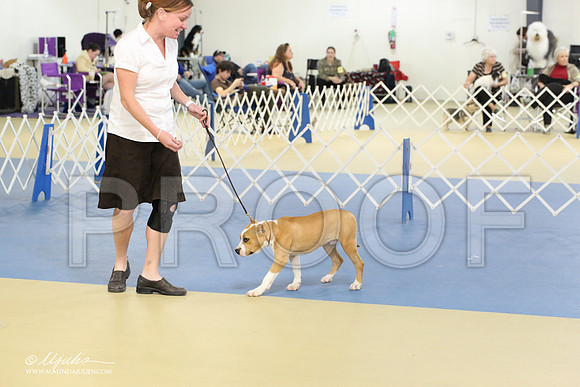 AmStaff-2221-LR