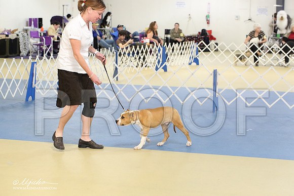 AmStaff-2222-LR