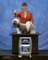 Lhasa Apso Carol Merz  New Ch Sun S1 LR IABCA Feb 2013