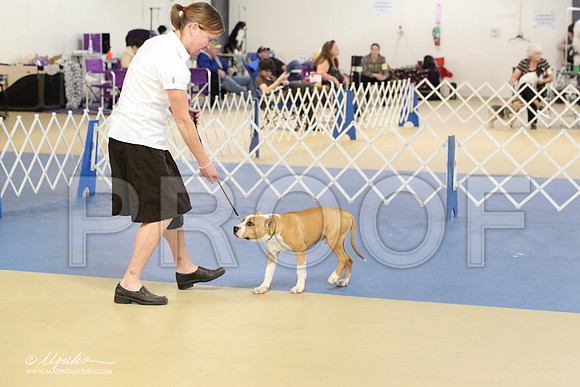 AmStaff-2223-LR