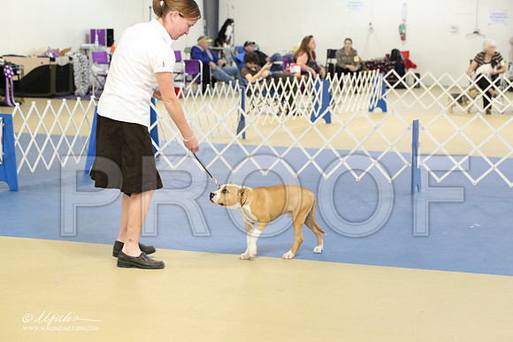 AmStaff-2224-LR