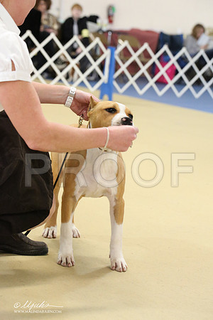 AmStaff-2225-LR