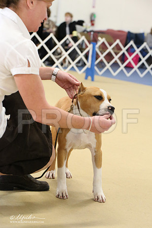 AmStaff-2226-LR