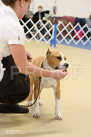 AmStaff-2227-LR