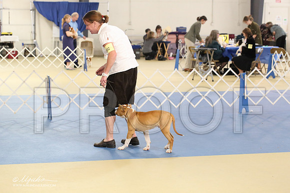AmStaff-2232-LR