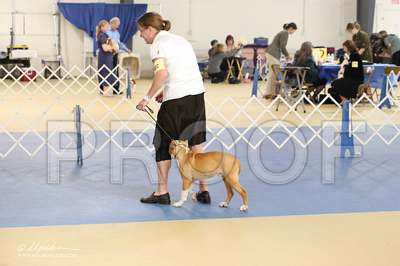 AmStaff-2233-LR