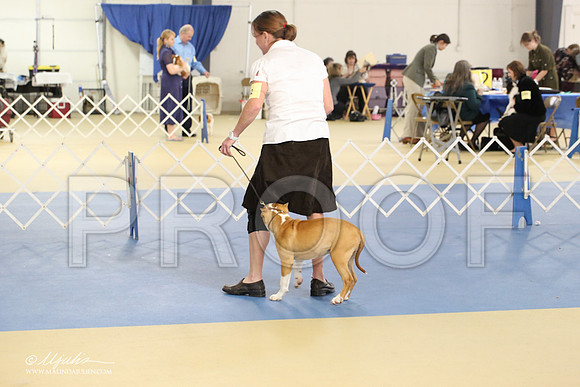AmStaff-2234-LR
