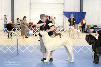 Anatolian Shepherd Ring LR IABCA Feb 2013