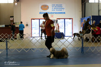 Lhasa Apso Sun S1 LR IABCA Feb 2013